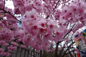 法華経寺の桜がきれい
