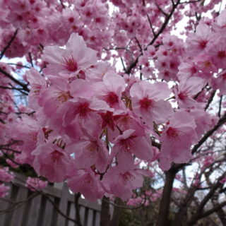 法華経寺の桜がきれい