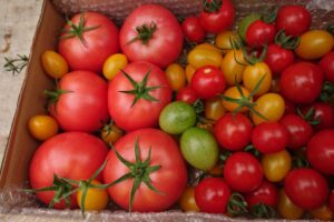 三須トマト農園で箱にいっぱいのトマト