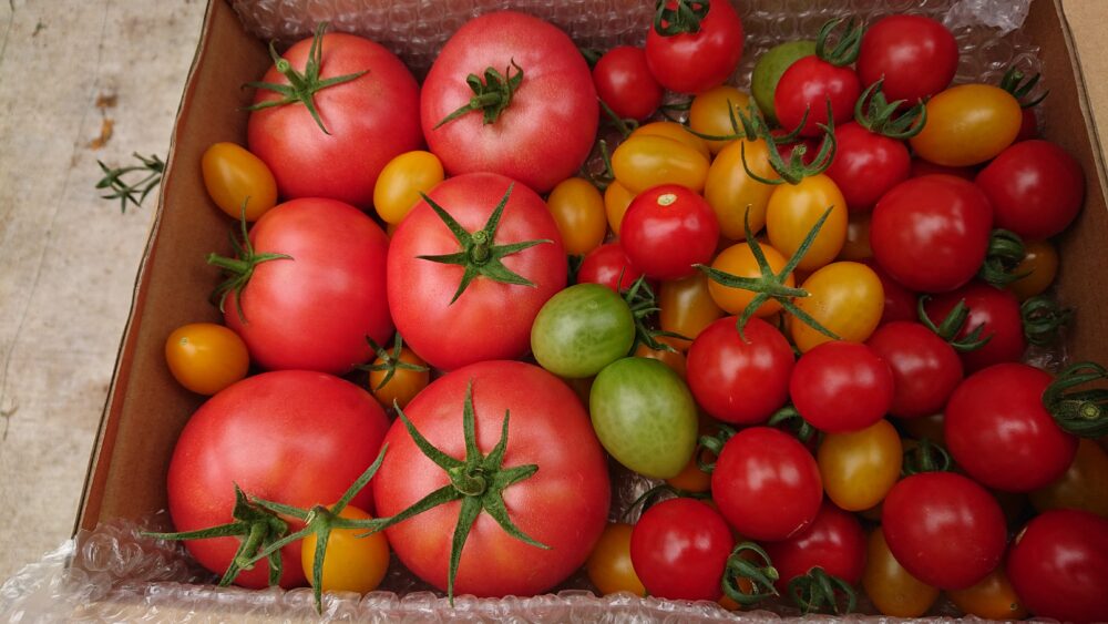 三須トマト農園で箱にいっぱいのトマト