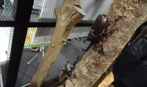 大昆虫展はカブトムシに触れ合うことができます