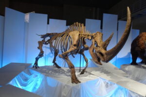 国立科学博物館の化石ハンター展のチベットケサイの骨格