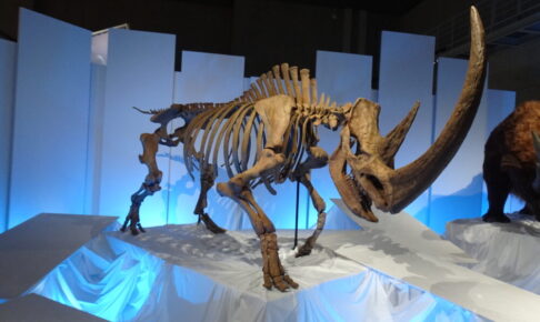 国立科学博物館の化石ハンター展のチベットケサイの骨格