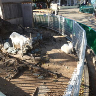 和歌山城公園動物園のヤギ