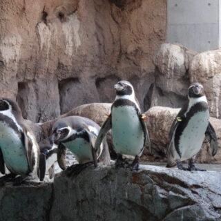 長崎ペンギン水族館の温帯ペンギン