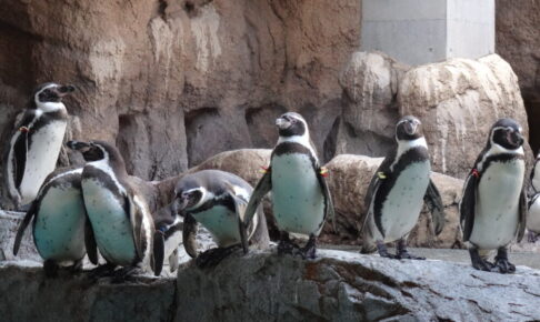 長崎ペンギン水族館の温帯ペンギン