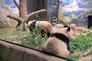 上野動物園のパンダの双子の見学舎は斜めからも撮影可能