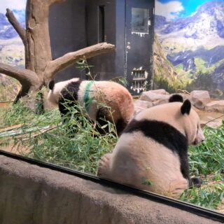 上野動物園のパンダの双子の見学舎は斜めからも撮影可能