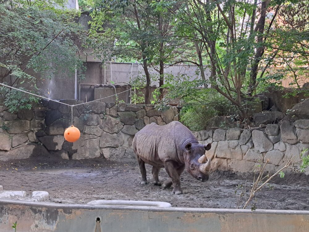 上野動物園のサイ