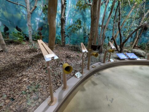 ふれあい野鳥館の森の展示