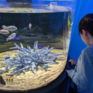 ニフレルの展示は子どもにもわかりやすい
