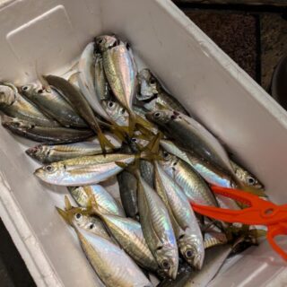 忠彦丸の釣果