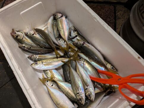 忠彦丸の釣果