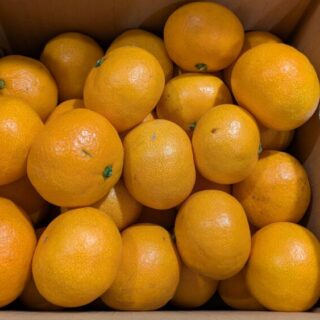 やまき園のみかん3kg