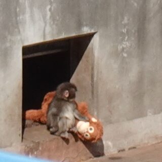 市川市動植物園のパンチクンは大人気
