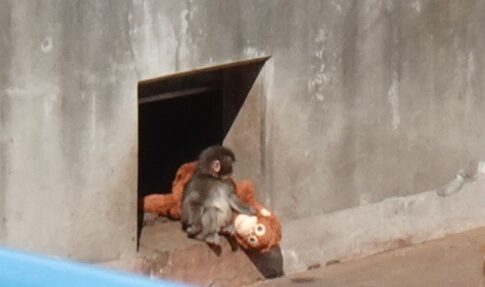 市川市動植物園のパンチクンは大人気