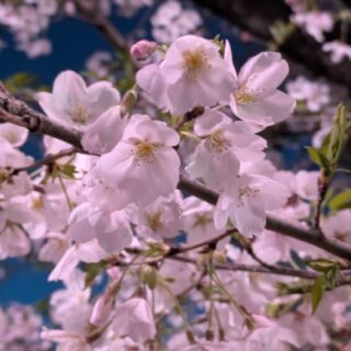 真間川の夜桜も綺麗