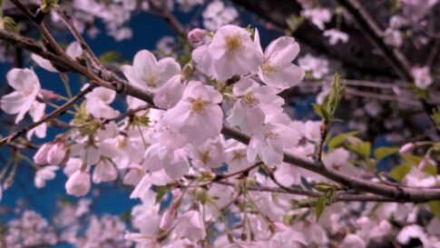 真間川の夜桜も綺麗