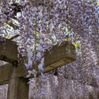 妙福寺の藤がキレイ