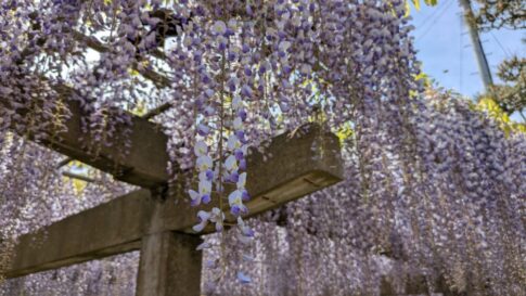 妙福寺の藤がキレイ