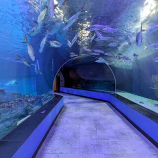 シーライフ釜山アクアリウムのトンネルは素敵