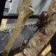 大昆虫展はカブトムシに触れ合うことができます